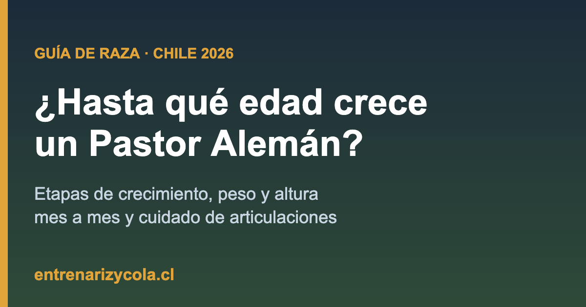 Pastor Alemán cachorro creciendo, etapas de crecimiento en Chile