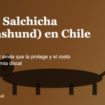 Perro salchicha Dachshund en Chile, cuidado de columna e invierno 2026