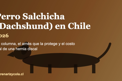 Perro salchicha Dachshund en Chile, cuidado de columna e invierno 2026