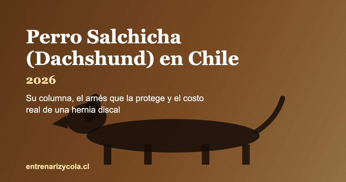 Perro salchicha Dachshund en Chile, cuidado de columna e invierno 2026