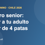 Perro adulto mayor descansando, cuidado del perro senior en Chile