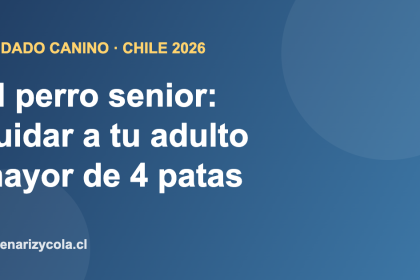 Perro adulto mayor descansando, cuidado del perro senior en Chile