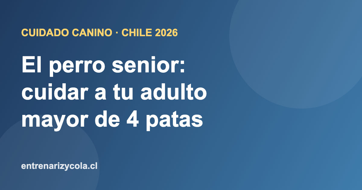 Perro adulto mayor descansando, cuidado del perro senior en Chile