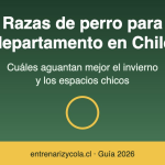Razas de perro ideales para departamento en el invierno chileno