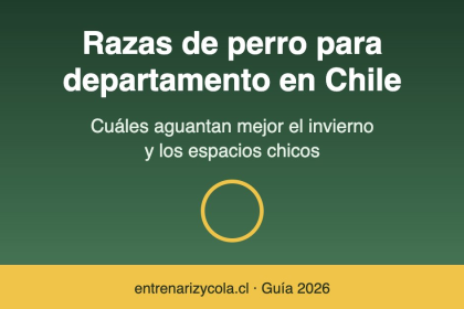 Razas de perro ideales para departamento en el invierno chileno