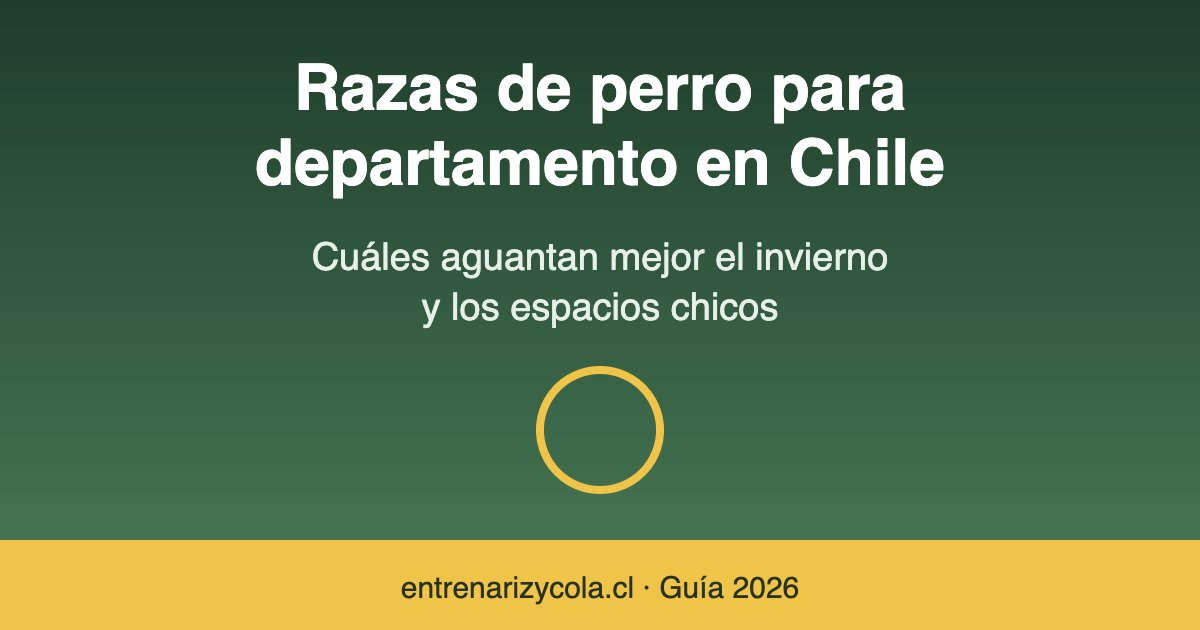 Razas de perro ideales para departamento en el invierno chileno
