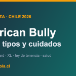 American Bully en Chile: tipos, precio y cuidados