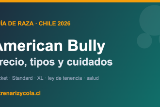 American Bully en Chile: tipos, precio y cuidados