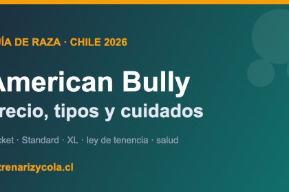 American Bully en Chile: tipos, precio y cuidados