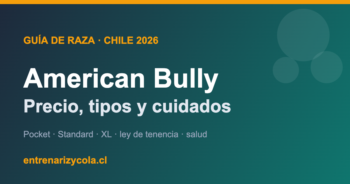 American Bully en Chile: tipos, precio y cuidados