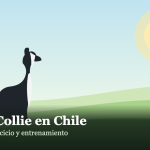 Border Collie en un paisaje chileno, ilustración de la raza