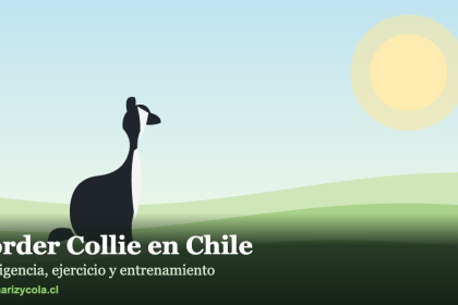Border Collie en un paisaje chileno, ilustración de la raza