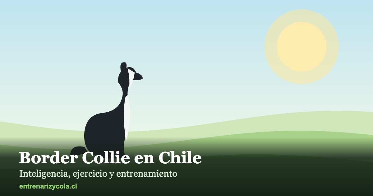 Border Collie en un paisaje chileno, ilustración de la raza