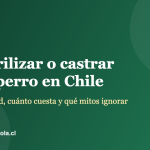 Esterilizar o castrar a tu perro en Chile: edad, costo y mitos
