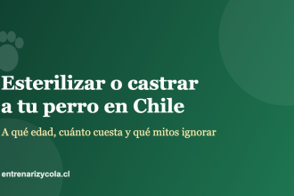 Esterilizar o castrar a tu perro en Chile: edad, costo y mitos