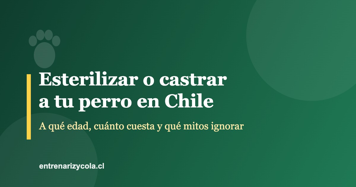 Esterilizar o castrar a tu perro en Chile: edad, costo y mitos