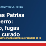 Perro en Chile durante Fiestas Patrias: riesgos del asado, fugas por el porton e hilo curado
