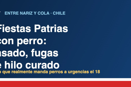 Perro en Chile durante Fiestas Patrias: riesgos del asado, fugas por el porton e hilo curado