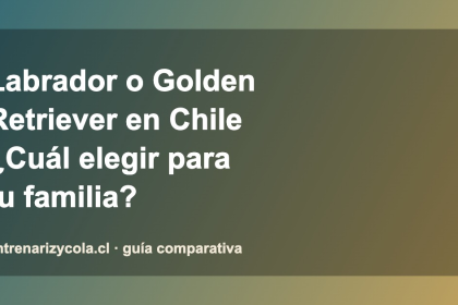 Comparativa Labrador Retriever y Golden Retriever en Chile