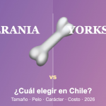Comparación entre Pomerania y Yorkshire Terrier en Chile: tamaño, pelo, carácter y costo