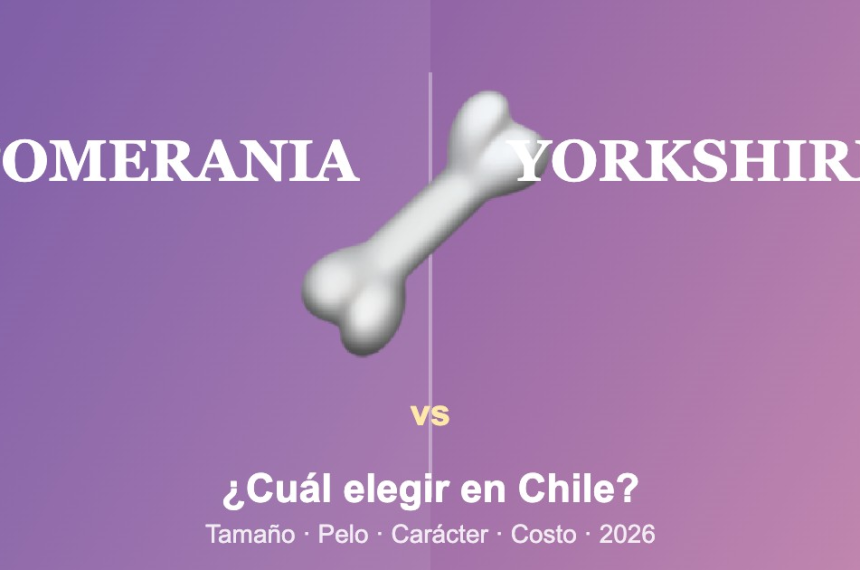 Comparación entre Pomerania y Yorkshire Terrier en Chile: tamaño, pelo, carácter y costo