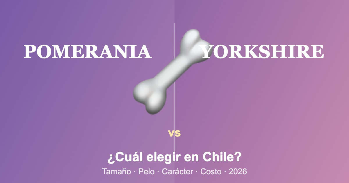 Comparación entre Pomerania y Yorkshire Terrier en Chile: tamaño, pelo, carácter y costo