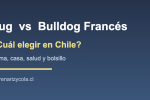 Comparación entre Pug y Bulldog Francés en Chile