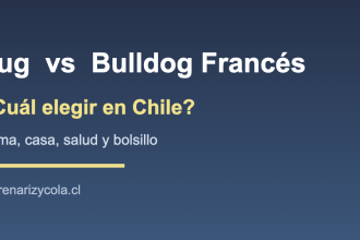 Comparación entre Pug y Bulldog Francés en Chile