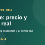 Guía de costos del Westie en Chile: precio del cachorro y gasto del primer año