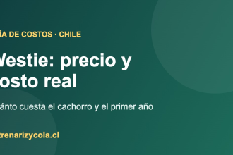 Guía de costos del Westie en Chile: precio del cachorro y gasto del primer año