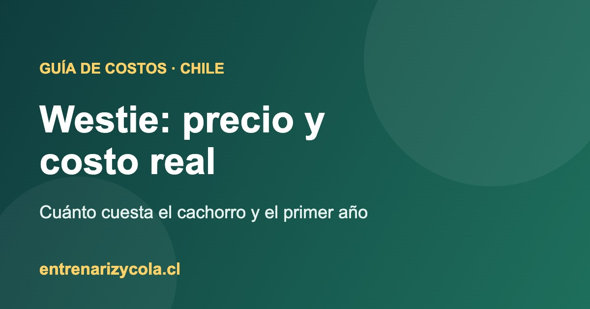 Guía de costos del Westie en Chile: precio del cachorro y gasto del primer año