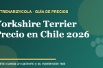 Yorkshire Terrier: guía de precios y mantención en Chile 2026