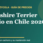Yorkshire Terrier: guía de precios y mantención en Chile 2026
