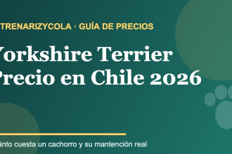 Yorkshire Terrier: guía de precios y mantención en Chile 2026