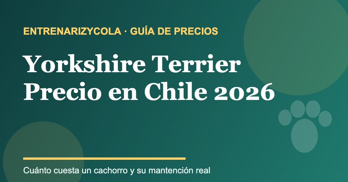 Yorkshire Terrier: guía de precios y mantención en Chile 2026